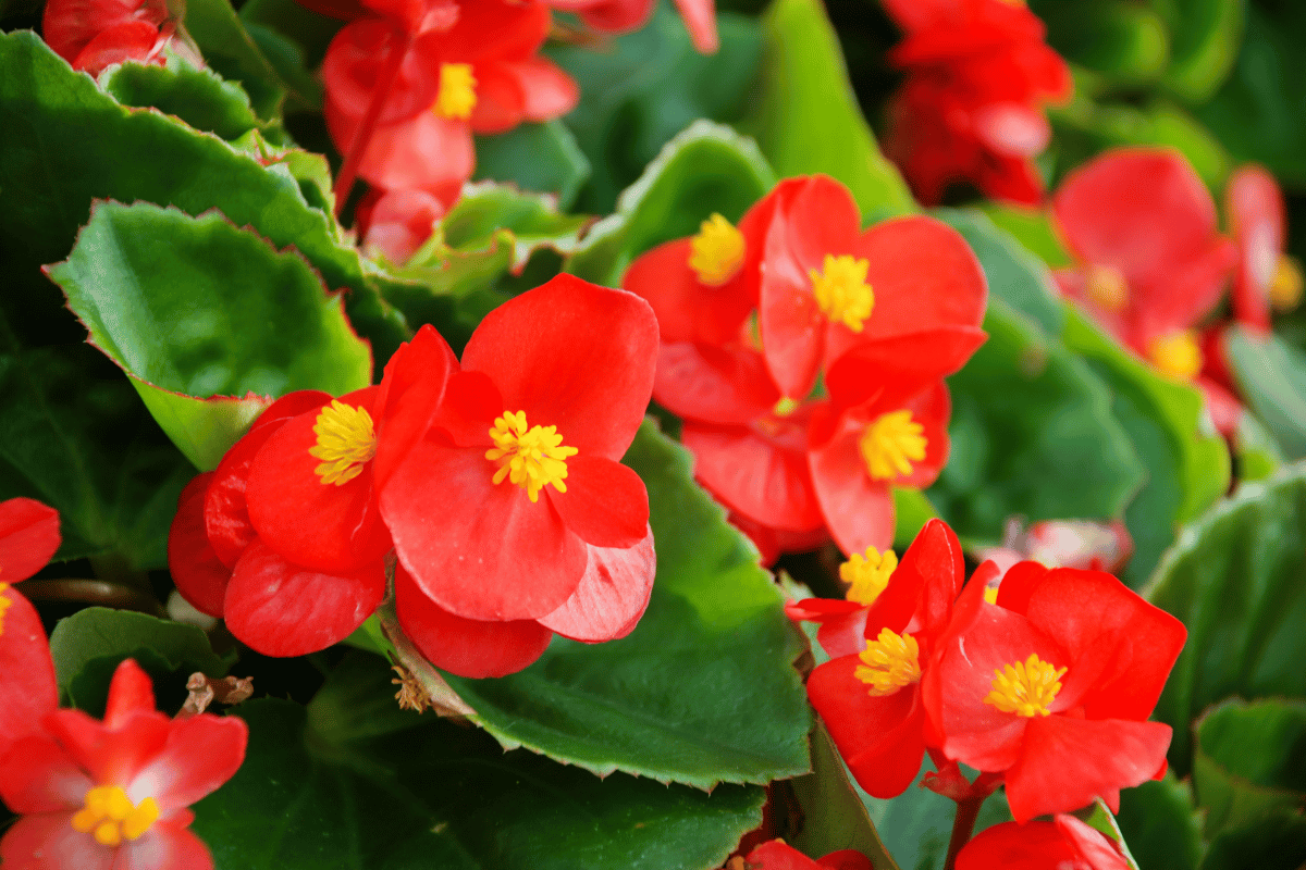Begonia semperflorens.png